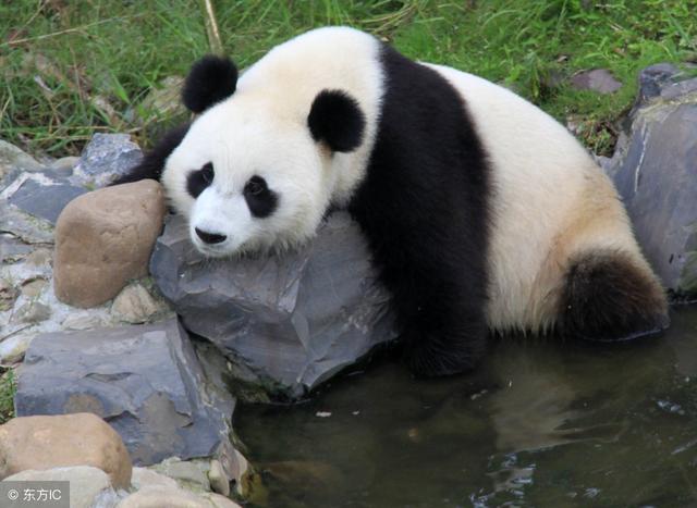 大熊猫被借走后命运如何