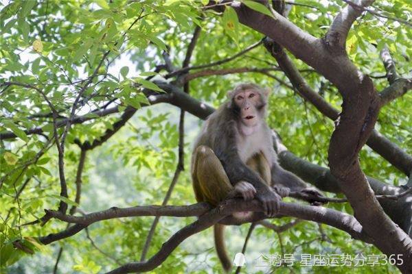 26日出生的属猴孩子命运如何