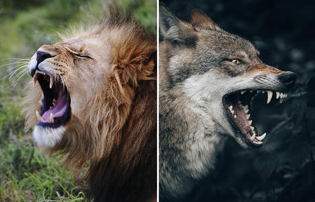 狮子狼与狮子