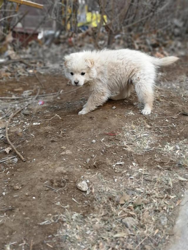 狗年命运如何