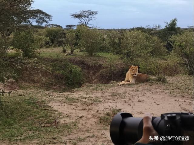 看狮子