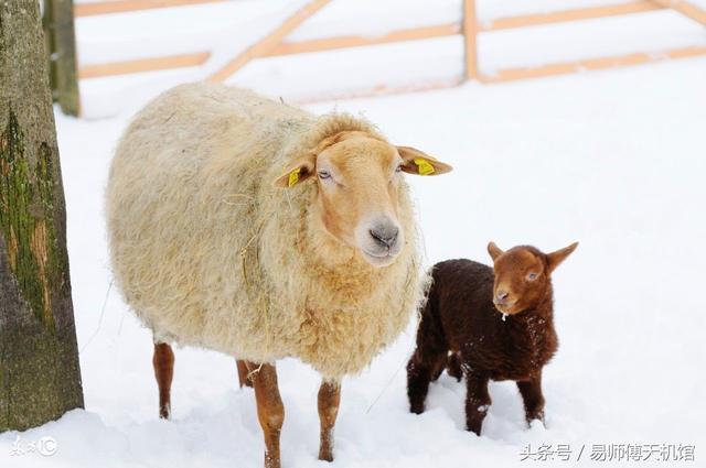 羊年生人在2021年运势如何