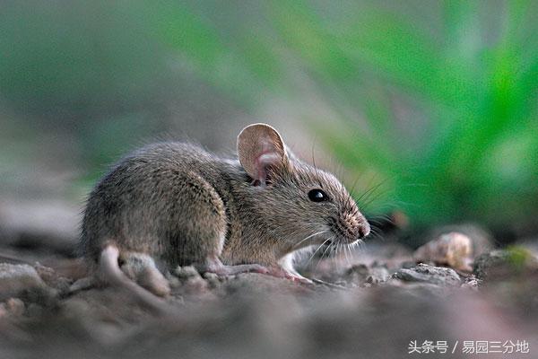 属鼠阳历四月出生命运如何