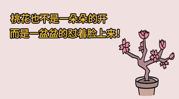 8月份狮子座