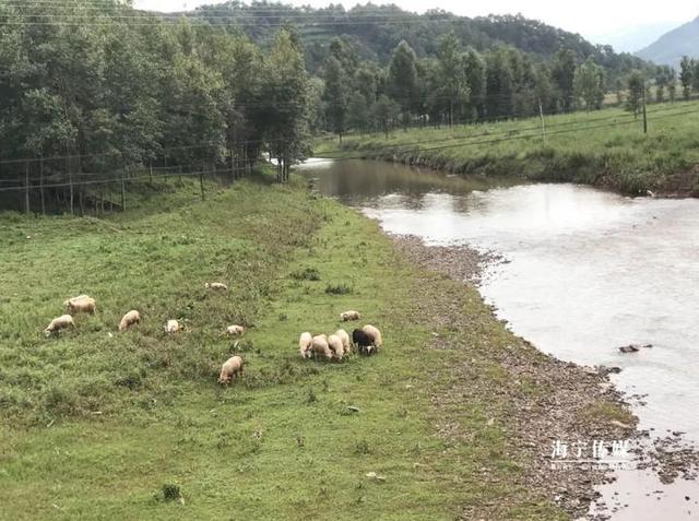 蔡海英命运如何