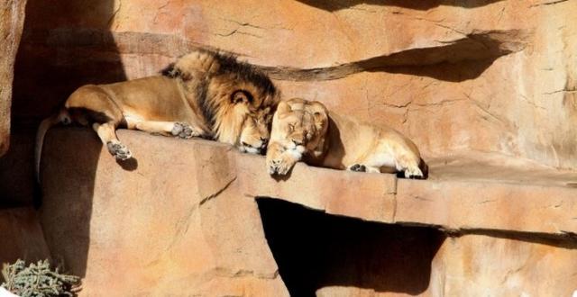 狮子和我