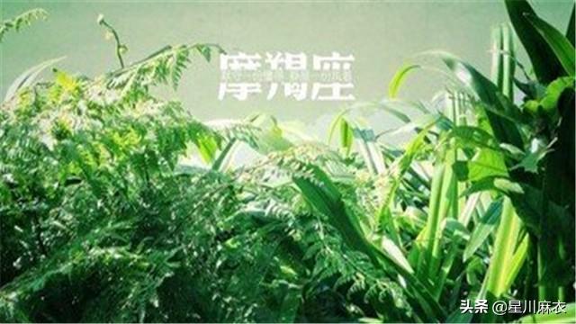 介绍摩羯座