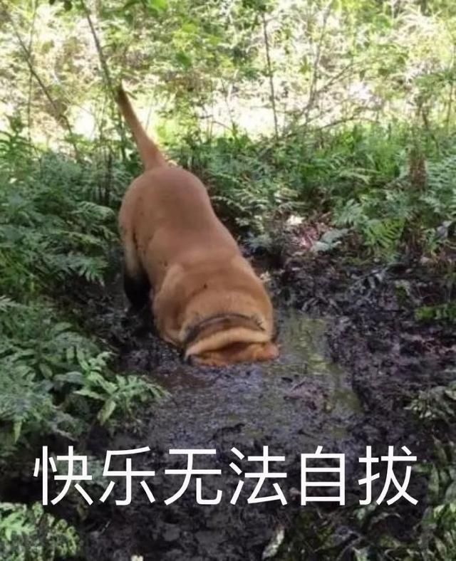 狗生属马的运势如何