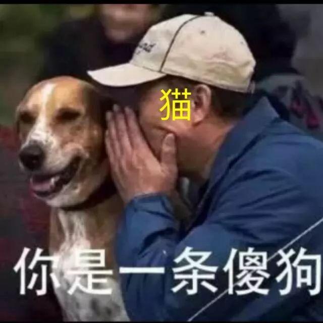 狗生属马的运势如何