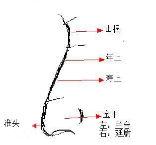 耳朵无骨的命运如何