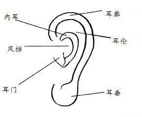 耳朵无骨的命运如何