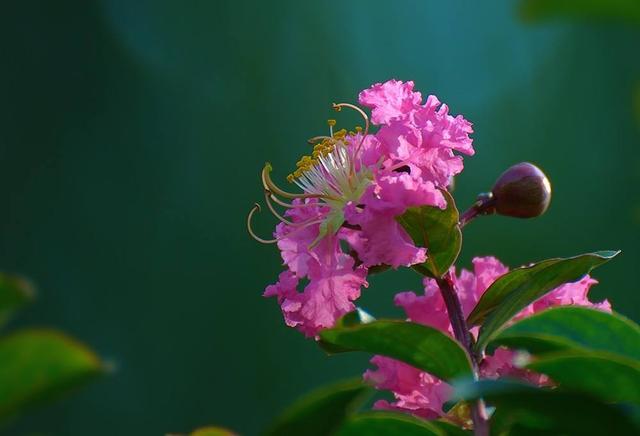 巨蟹座鲜花