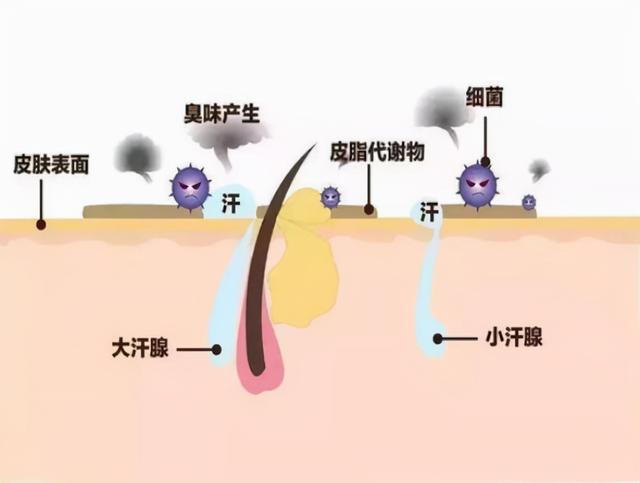 狐臭的人命运如何