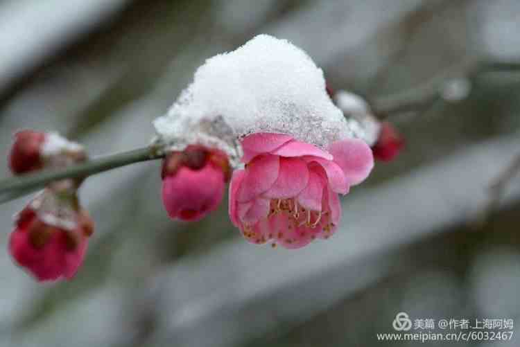 顾睛雨季君傲最终命运如何