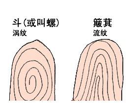 十指均为流纹的人学业运势如何