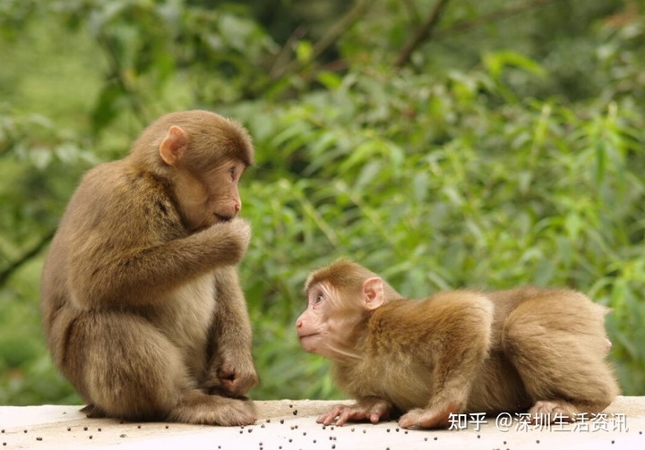 属猴在2021年全年运势如何