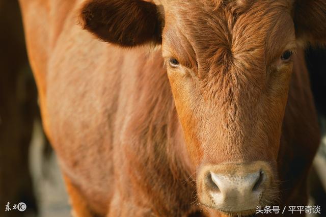 梁林海今年的运势如何