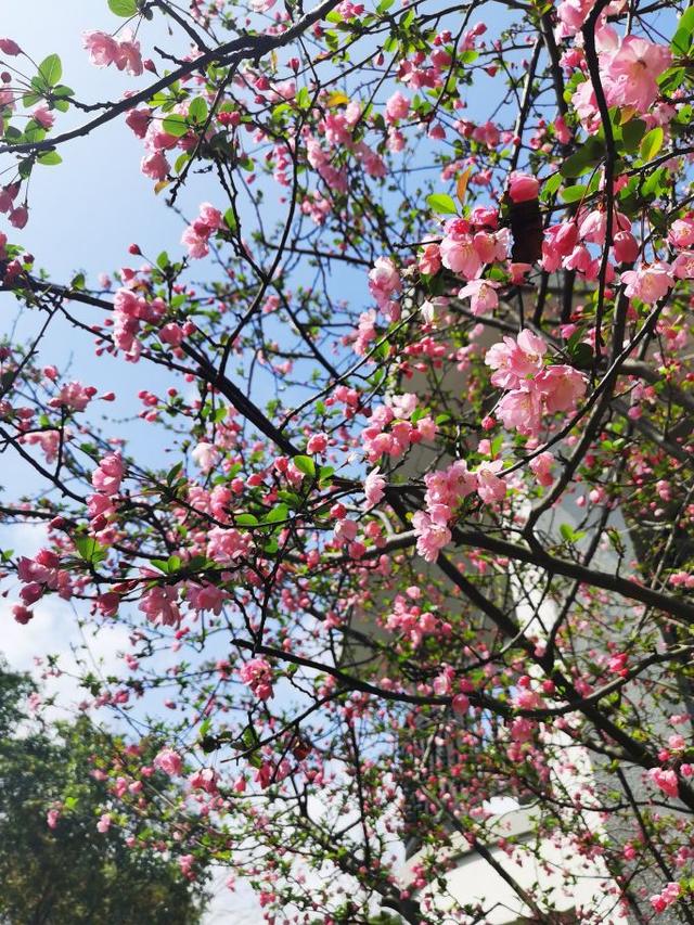 今日天平称运势如何