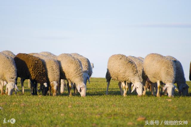 羊8月运程如何