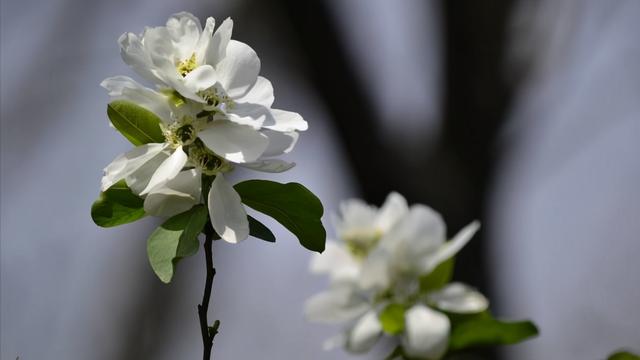 怎样和摩羯座谈恋爱