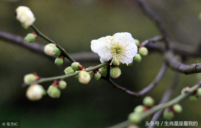 属马4月出生命运如何