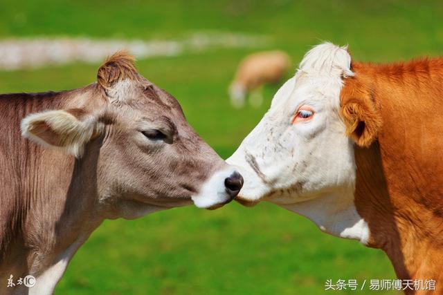 生于狗年农历初一辰时的运势如何