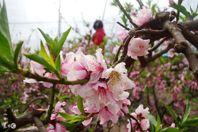 八字命理死桃花如何解