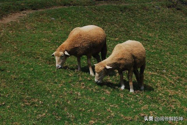 属鼠明日运势如何