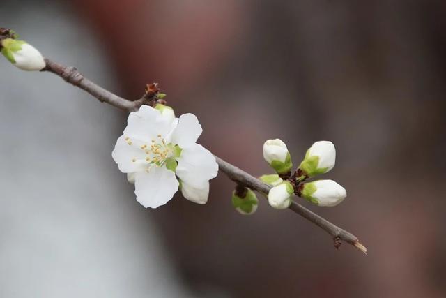 巨蟹座今年桃花运势如何