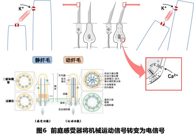 如何判读四柱八字