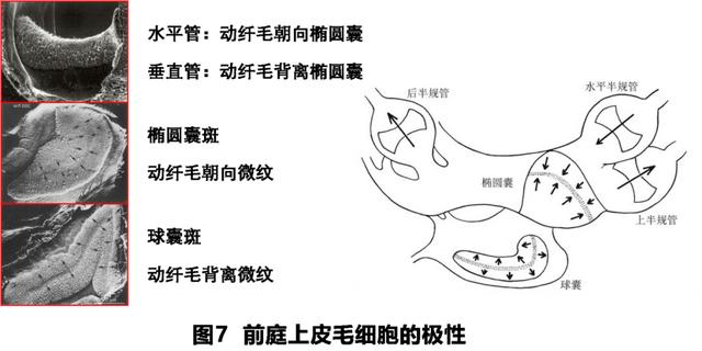 如何判读四柱八字