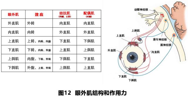 如何判读四柱八字