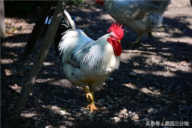 十月鸡初九命运如何