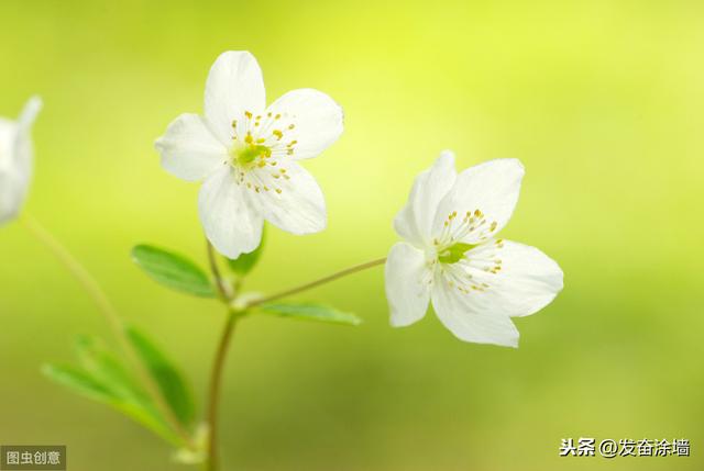 这八字女命为何总以离婚收场