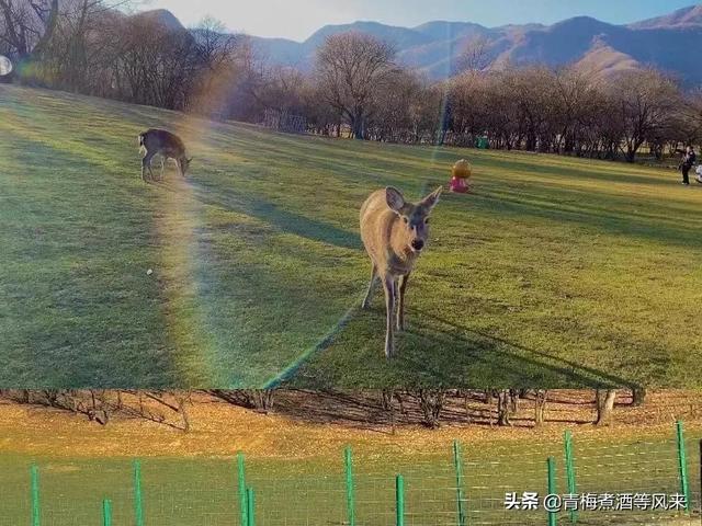 9号人性格和命运如何