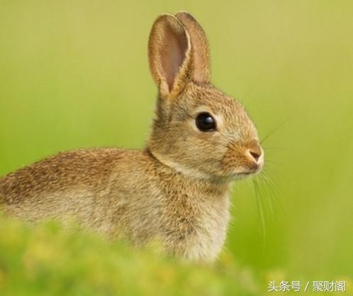 鼠年兔人全年运势如何