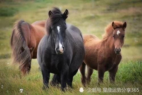 属马人2021年1月份运势如何