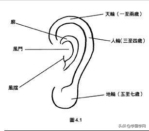 耳朵没有轮廓命运如何