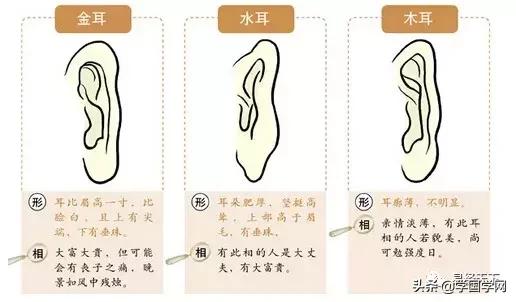 耳朵没有轮廓命运如何