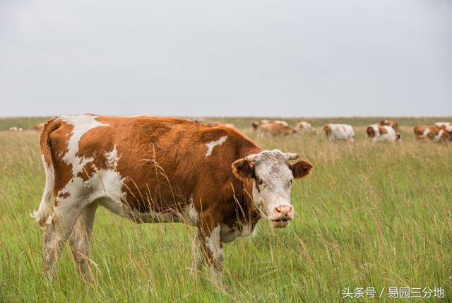 运程命理常识中木牛的人运势如何