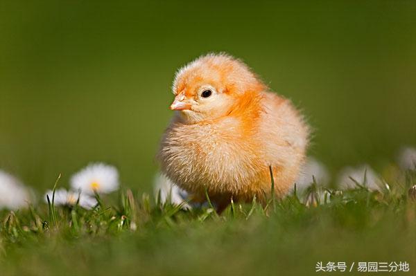 丁酉年生人性格命运如何