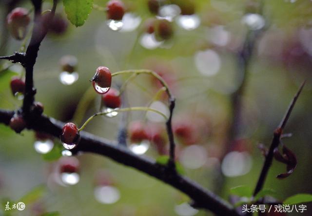 女命八字癸水日主