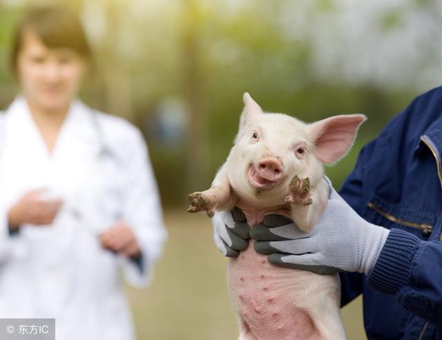 今年属猪六月份的人运势如何