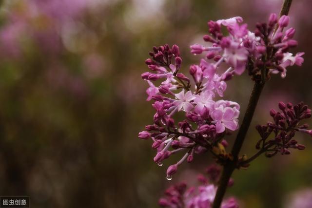 女命八字花心