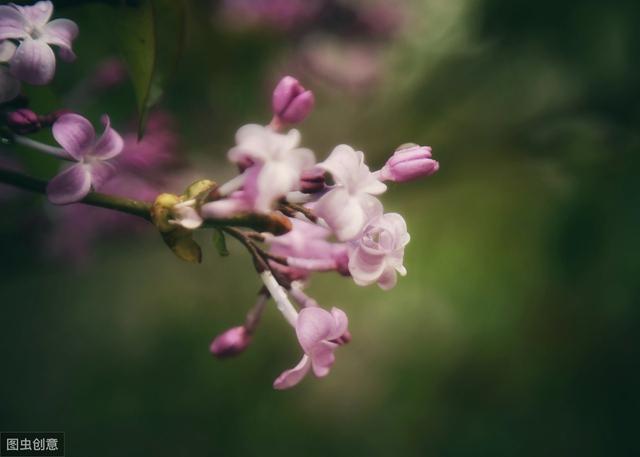 女命八字花心