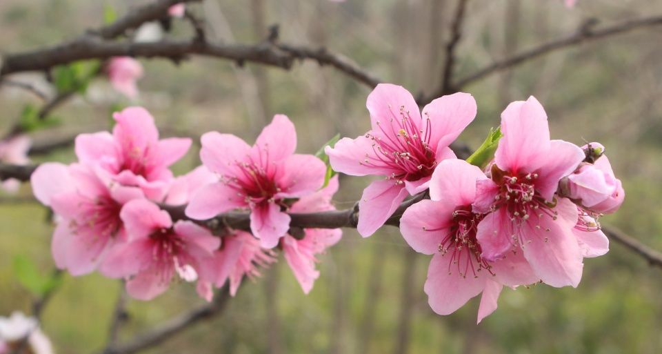 女命八字有桃花