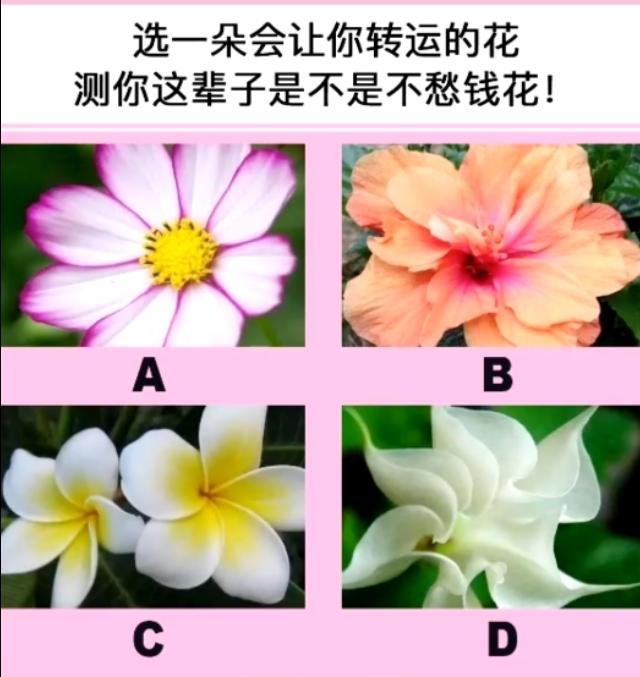 四朵花测试你命运如何