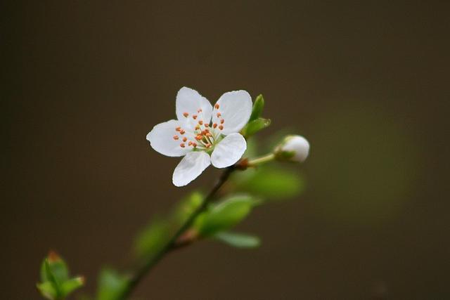 属蛇人巨蟹座每月运势如何