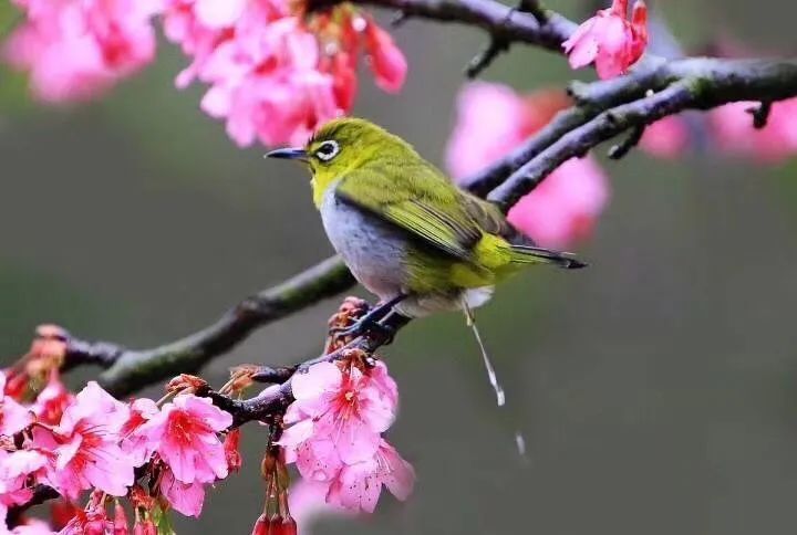 4月13日出生什么命运性格如何