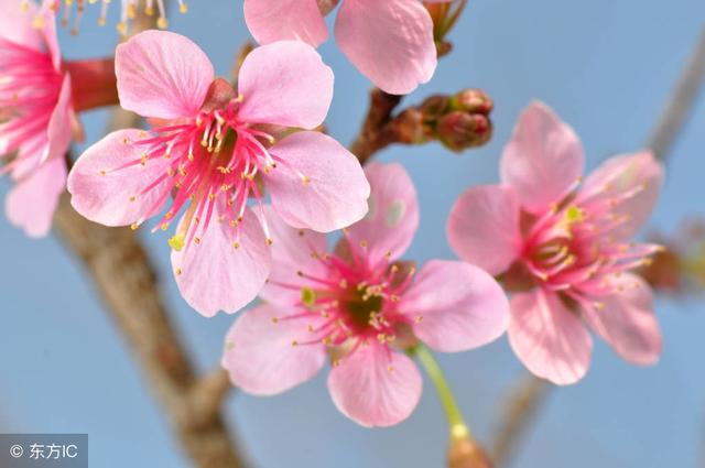 女命八字没有桃花运